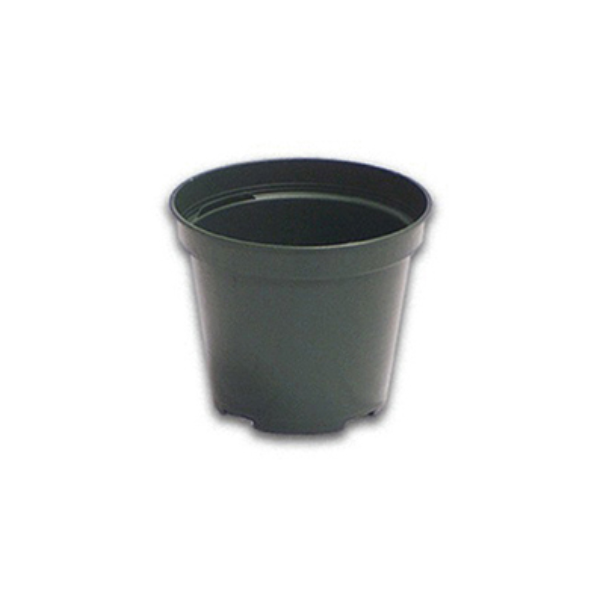 Regal Azalea Standard 10 cm (4") Round Plastic Pot, Green