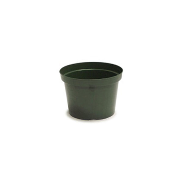 Regular Azalea 15 cm (6") Round Plastic Pot, Green