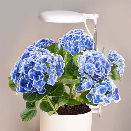 Q118972-1.jpg